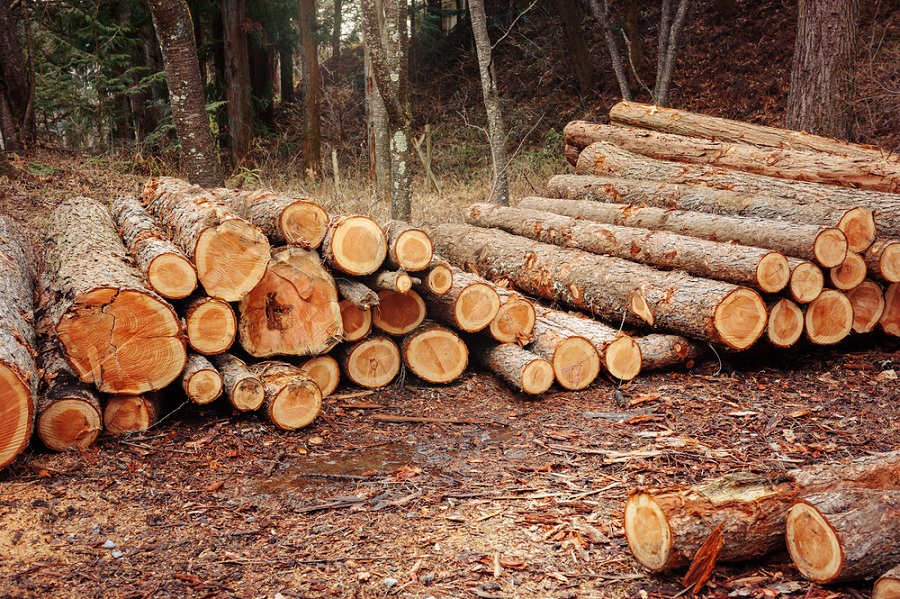 Biztosítsa a megfelelő mennyiségű fát kiváló faipari gépek használatával!
