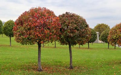 Elegáns dísz egész évben – Hogyan ültessük és ápoljuk a gömbkőrist?